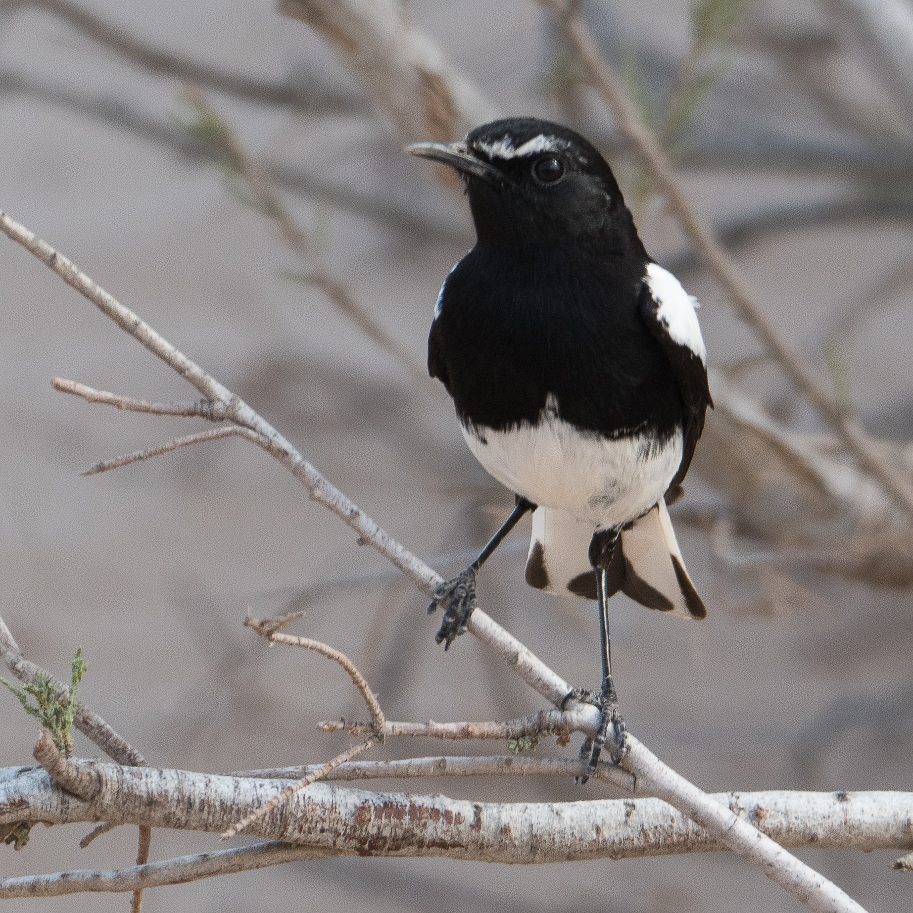 Traquet montagnard (Mountain wheatear, Myrmecocichla monticola), mâle adulte en plumage  nuptial, vallée de l'Hoanib, Kaokoland, Namibie.